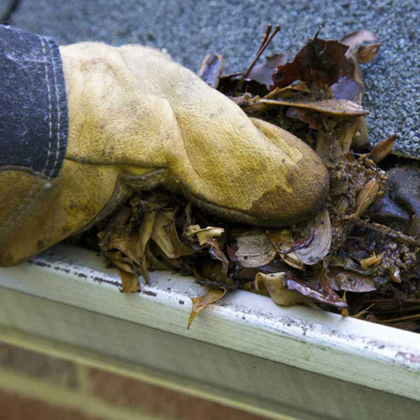 handin yellow glove carrying property maintenance by clearing a gutter